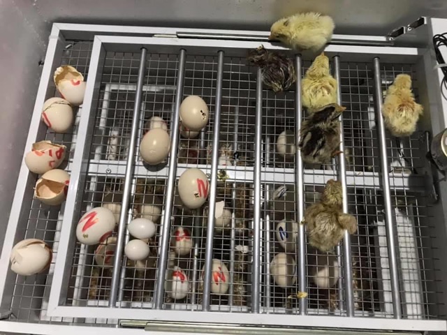 Máy ấp tự động 56 trứng gà, Vịt, Ngan, ngỗng lắp sẵn thùng xốp