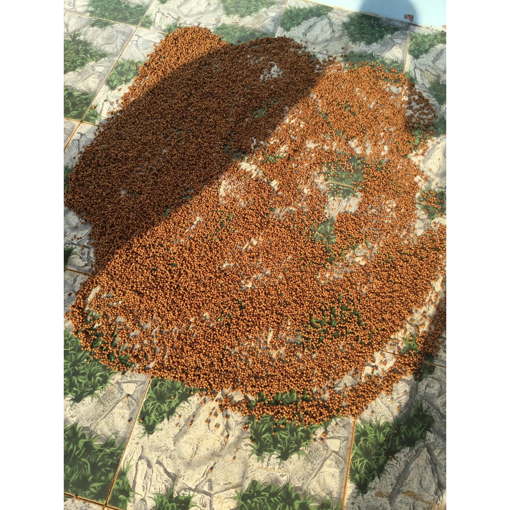 500gr Hạt tiêu sọ mộc DakLak loại ngon