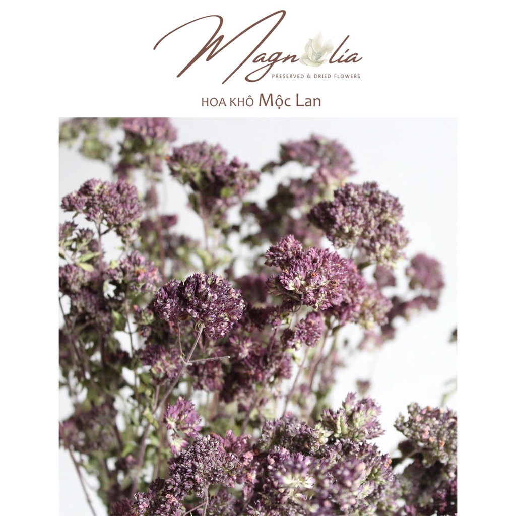 Hoa decor Oregano Greek Purple Blossom ❤️FREESHIP❤️ phụ kiện trang trí, cây để bàn, đính thiệp cưới