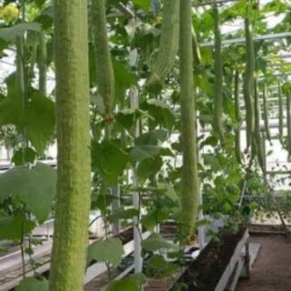 MƯỚP SIÊU DÀI THÁI 2M