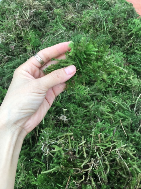 1kg cây thông đất