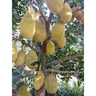 Mít ruột đỏ Indo