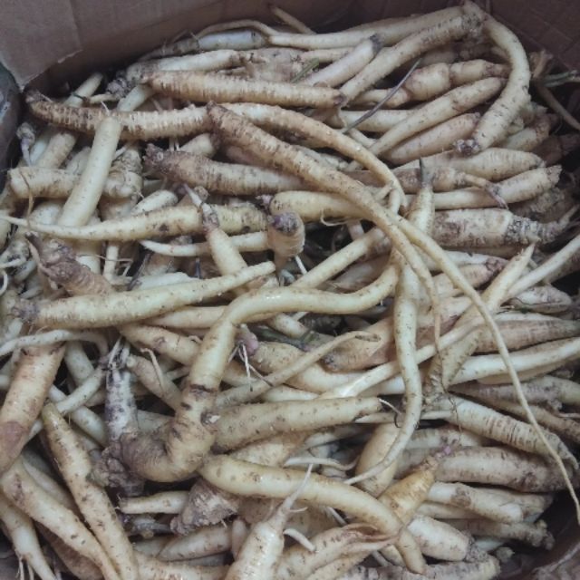 Sâm dây (hồng đẳng sâm) chuẩn hàng rừng
