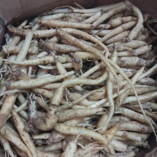 Sâm dây (hồng đẳng sâm) chuẩn hàng rừng