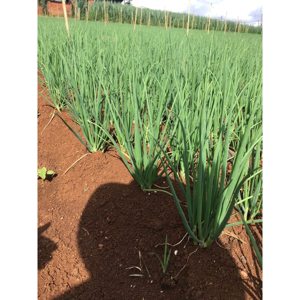 Hạt giống hành lá - hành hương cao sản Việt Á VA.307