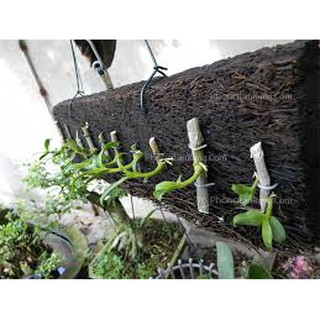 Dớn Bảng Trồng Lan Các Loại  - Vật Tư Trồng Lan (Kích thước 60x20cm)