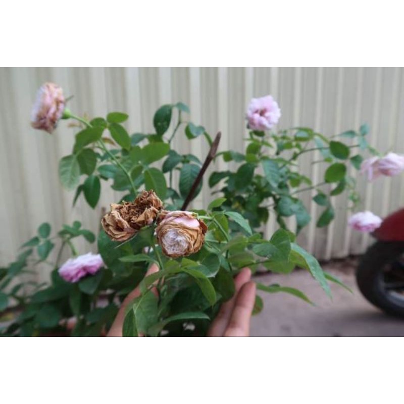 Xử lý nấm Bách bệnh Anhet 75wp , Thối nhũn cây con, phấn trắng, rỉ sắt, thán thư, mốc sương