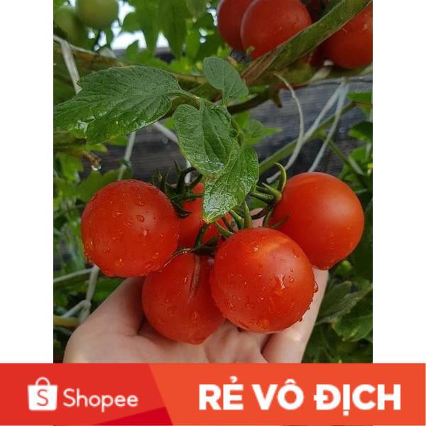 (SALE LỚN) 30H giống cà chua bạch tuộc quả to leo dàn nhập Mỹ