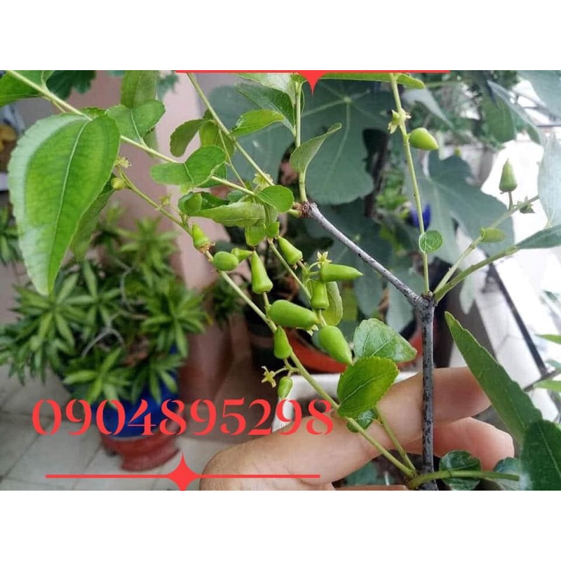 táo tàu khách trồng ở miền nam nắng nóng mà rất dễ đậu quả luôn ạ