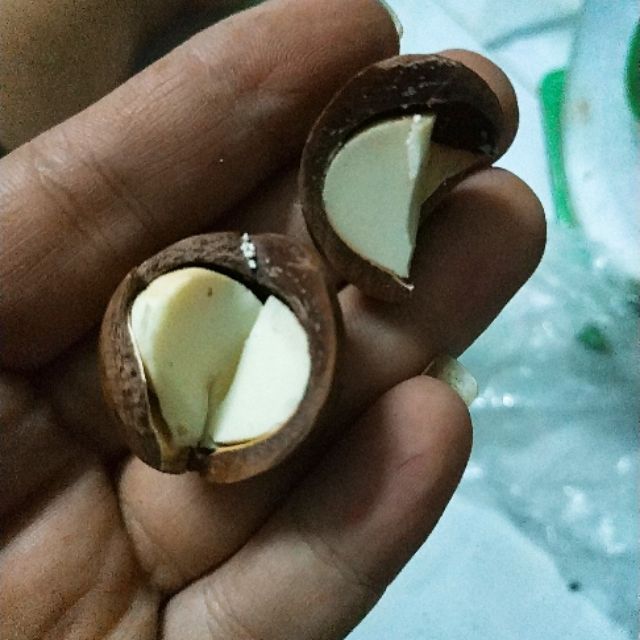 Macca sấy bấm nứt