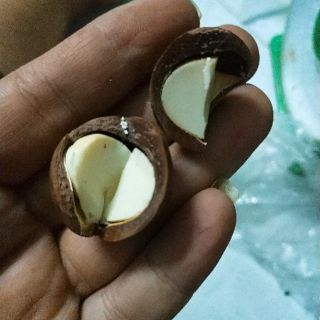 Macca sấy bấm nứt