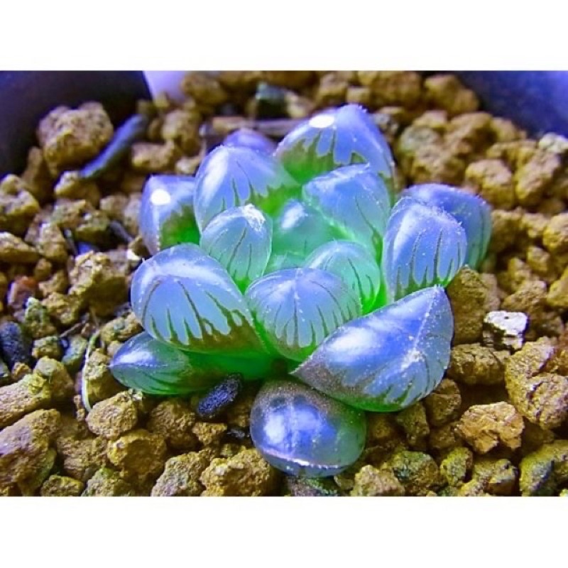 Gói 20 Hạt giống sen đá kim cương mix đủ màu sỉ 1k