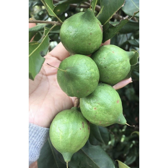 Hạt Macca Daklak loại 1 túi 500gr | BigBuy360 - bigbuy360.vn