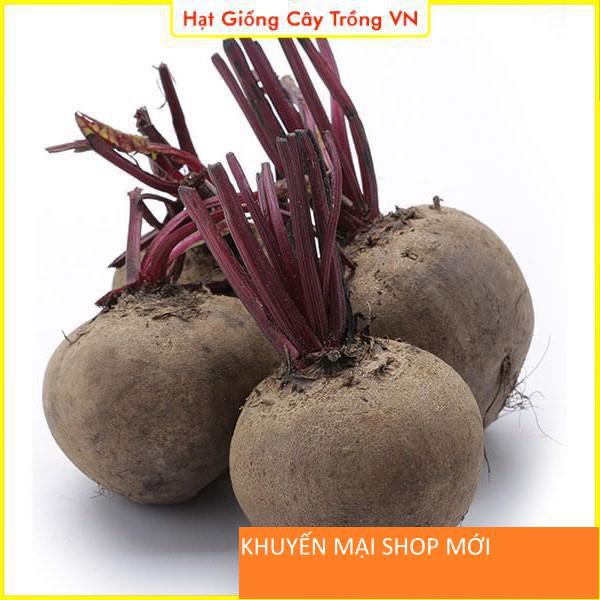 Hạt giống Củ Dền Đỏ Dễ Trồng - Gói 5 Gram khuyến mại shop mới