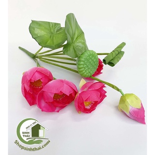 Hoa sen giả - Bụi sen lá cuốn lớn