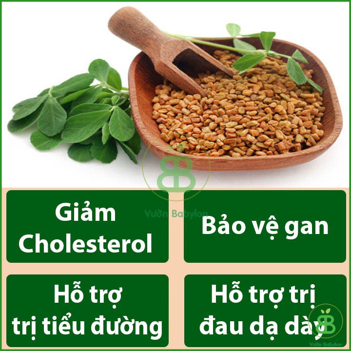 Hạt Giống Rau Mầm Thảo Dược Methi 20GR