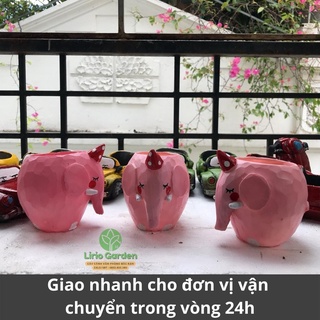 [ Quà Tặng Kèm ] chậu cây voi hồng