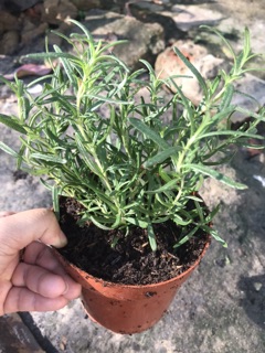 Cây hương thảo mini - đuổi muỗi