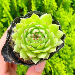 Sen đá phật bà 3-5cm - vườn sen đá