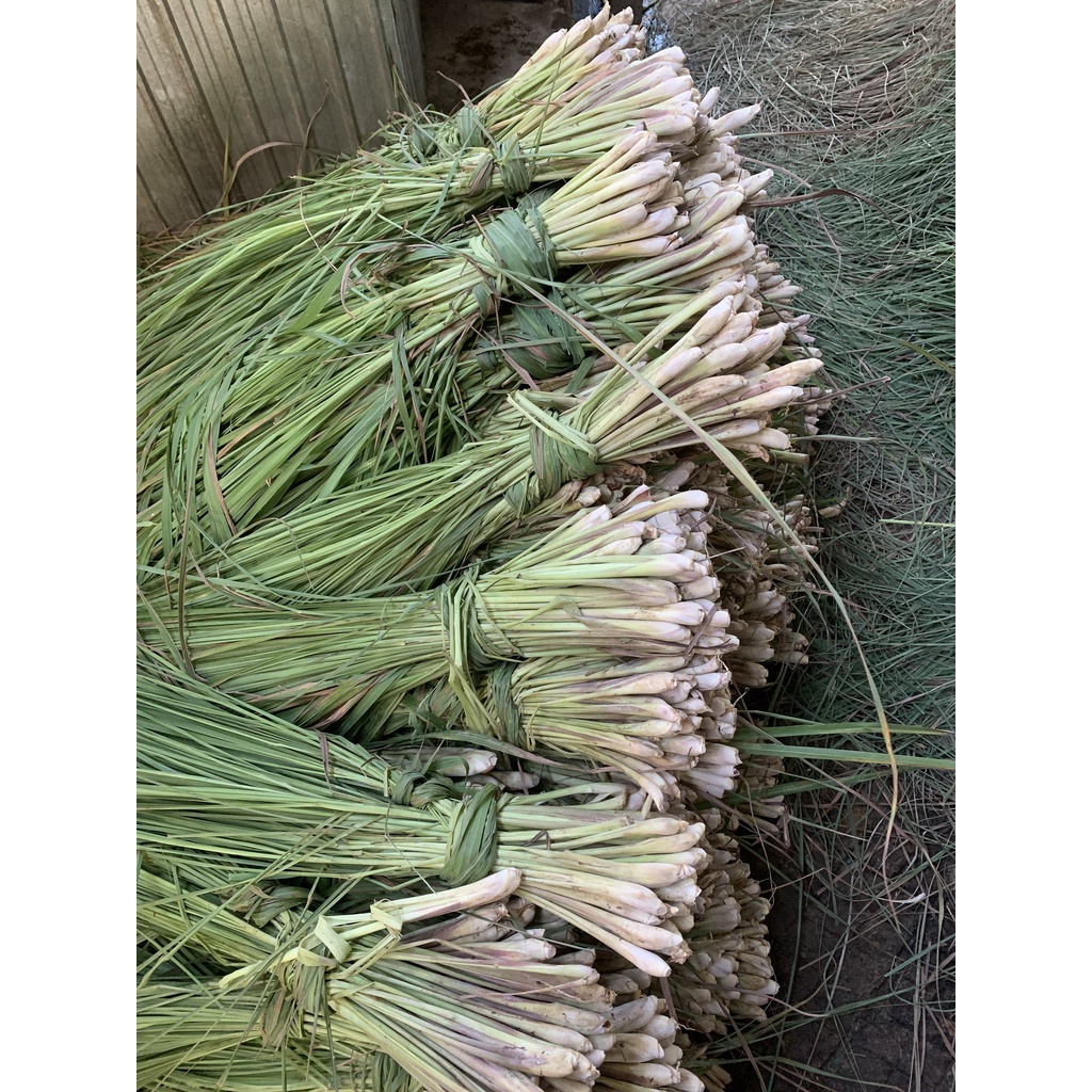 Nước cất sả nguyên chất An Hòa Farm chai 1000ml thơm hương sả tươi tự nhiên dùng để tắm gội lau nhà rửa chén đuổi muổi