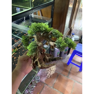 cây bonsai lá nhựa