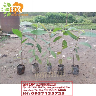 COMBO 5 CÂY DẦU -CÂY GIỐNG