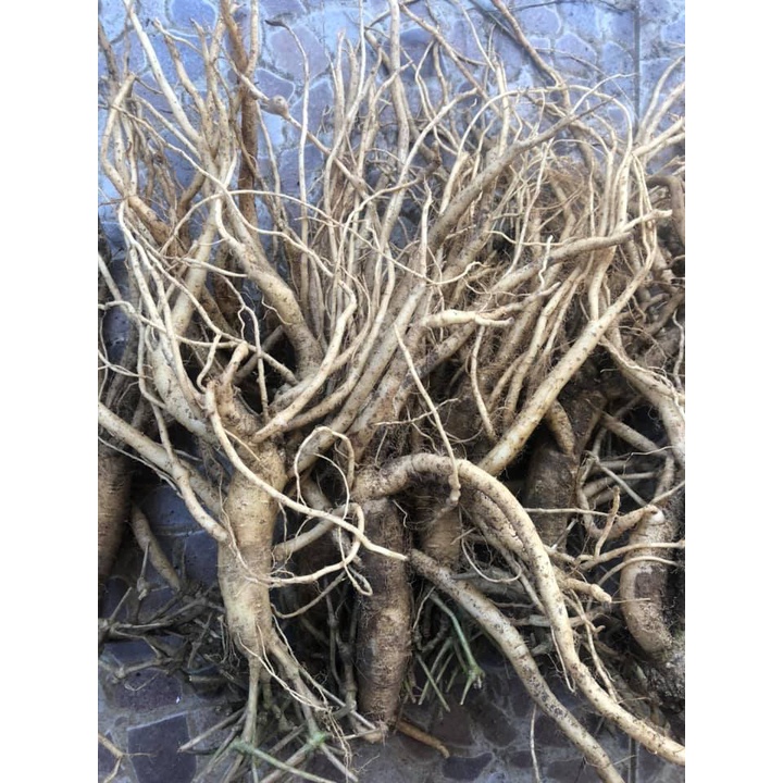 Sâm dây Ngọc Linh - Hàng 10củ | 1kg