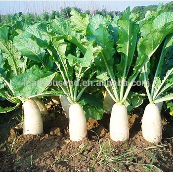 [GIÁ GỐC] Hạt giống củ cải trắng củ to mập năng suất - 20 gram