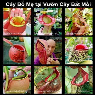 Bộ gieo hạt Giống Cây Nắp Ấm, cây bắt mồi