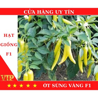 Hạt Giống Ớt sừng vàng F1 Năng Suất, Dinh Dưỡng Cao