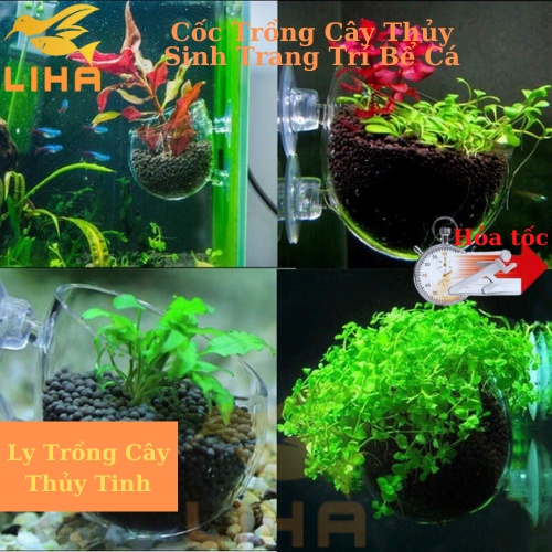 Cốc Trồng Cây Thủy Sinh Trang Trí Bể Cá, Cây Thủy Sinh