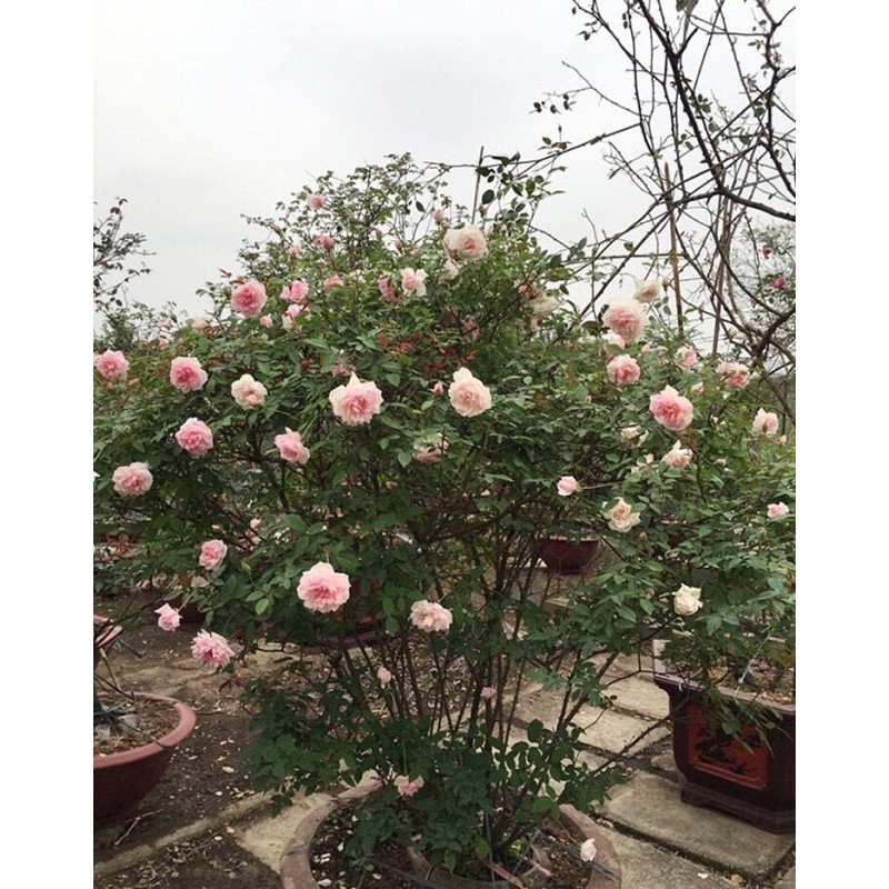 Cây hoa Hồng đào cổ