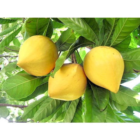 CÂY GIỐNG TRỨNG GÀ [ LÊ KI MA CHO TRÁI SIÊU SỚM ].