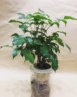 Cây hạnh phúc thuỷ sinh