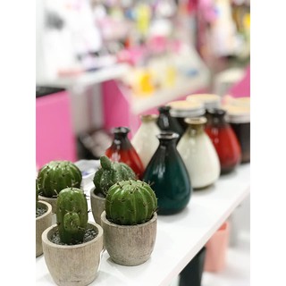Cây xương rồng để bàn