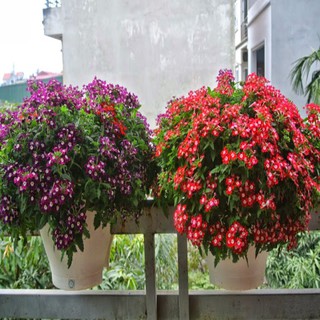 Hạt giống cúc in do (cúc vân anh) (50 hạt)