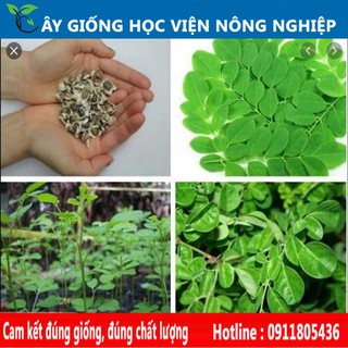 cây chùm ngây cây rau quý có nhiều lợi ích cho sức khỏe