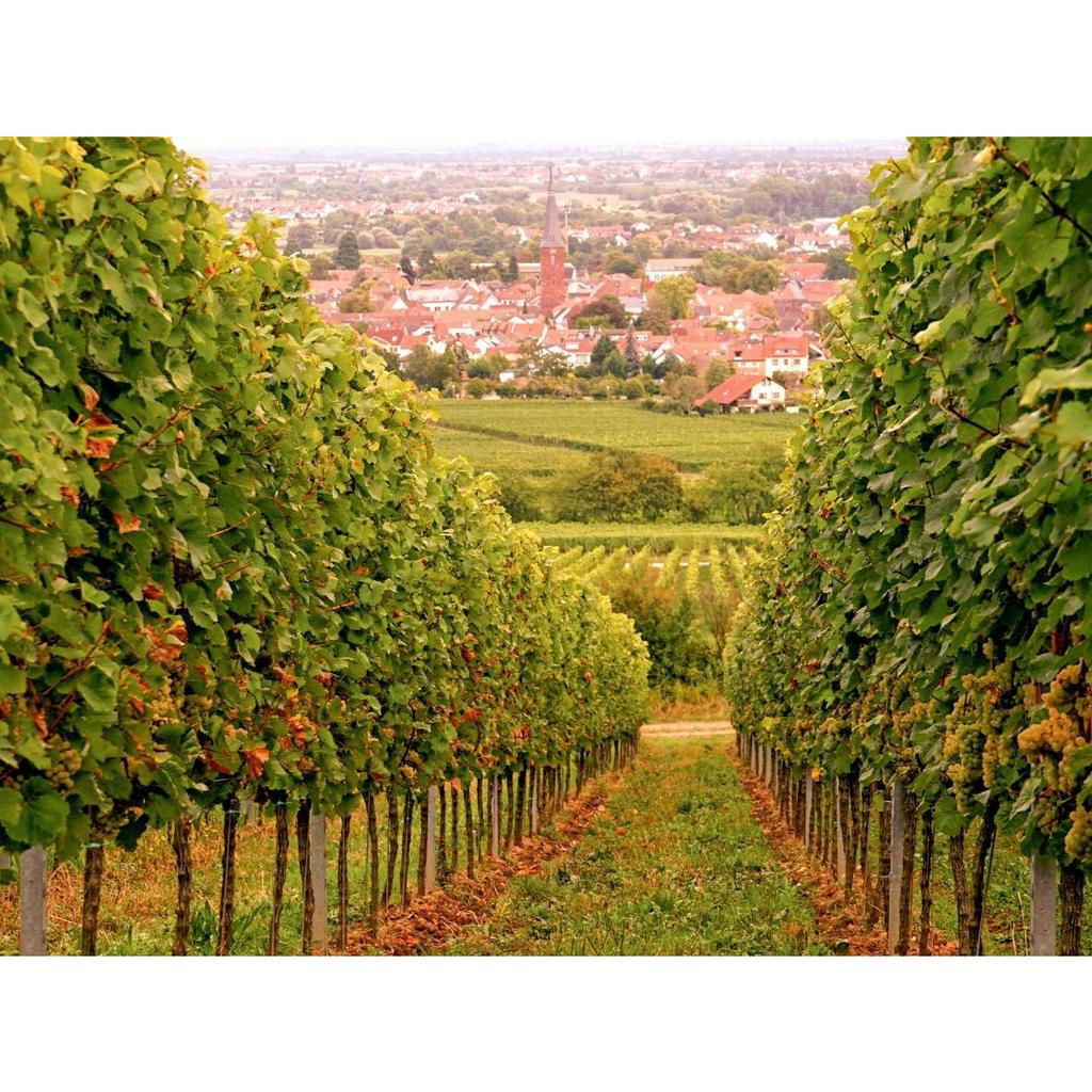 Vang Kidia Classico Cabernet Sauvignon