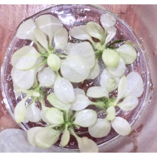 Cây thuỷ sinh cấy mô - ráy Marble White