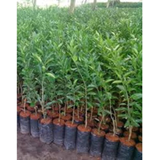 Cây giống quýt hồng (quýt tiều)