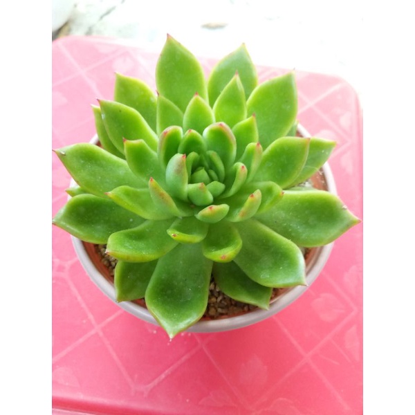 Sen đá cánh nhọn size 9cm