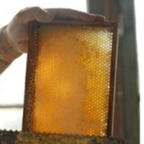 Mật ong nguyên chất 100% BEE Honey hoa nhãn 700g 1/2 lít Thế Hồng Honey + 350g PHẤN HOA (TRẢ HÀNG NẾU HÀNG KHÔNG THẬT)