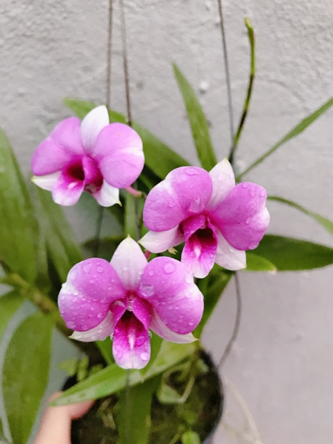 Lan mini YaYa cây tơ mướt đang vòi hoa