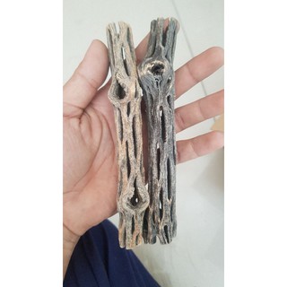 Lũa CHOLLA (15 X 2CM)