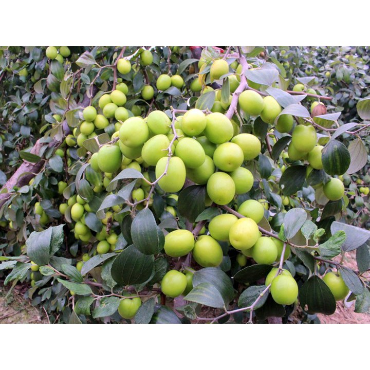 2 CÂY GIỐNG TÁO THÁI DA XANH