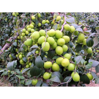 2 CÂY GIỐNG TÁO THÁI DA XANH