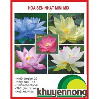 10 Hạt Sen nhật mini nhiều màu