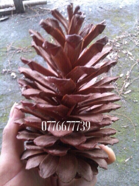 Combo trái thông 1,5kg lớn, 0,5kg nhỏ