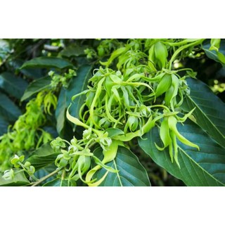 Cây 🌲  Hoàng Lan (siêu thơm) đang hoa