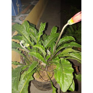 1 chậu hoa đồng tiền cổ đỏ